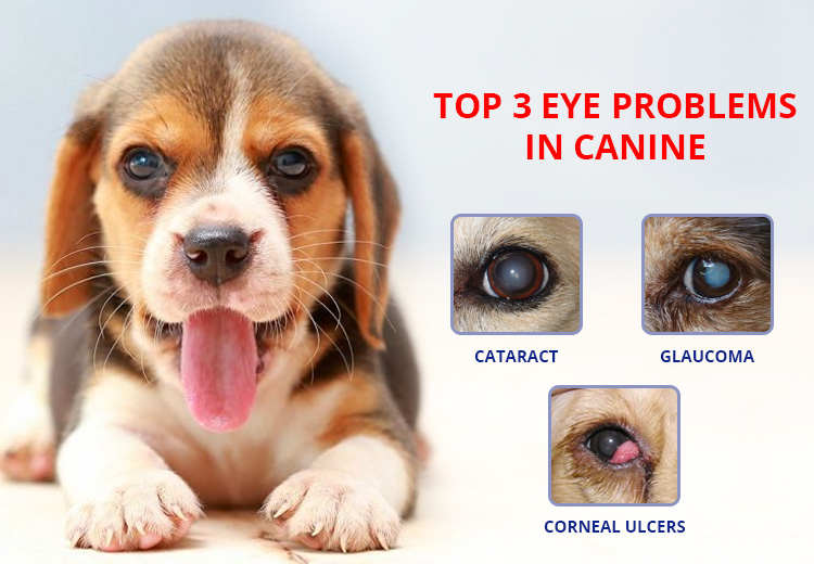 How CBD Helps Glaucoma in Dogs