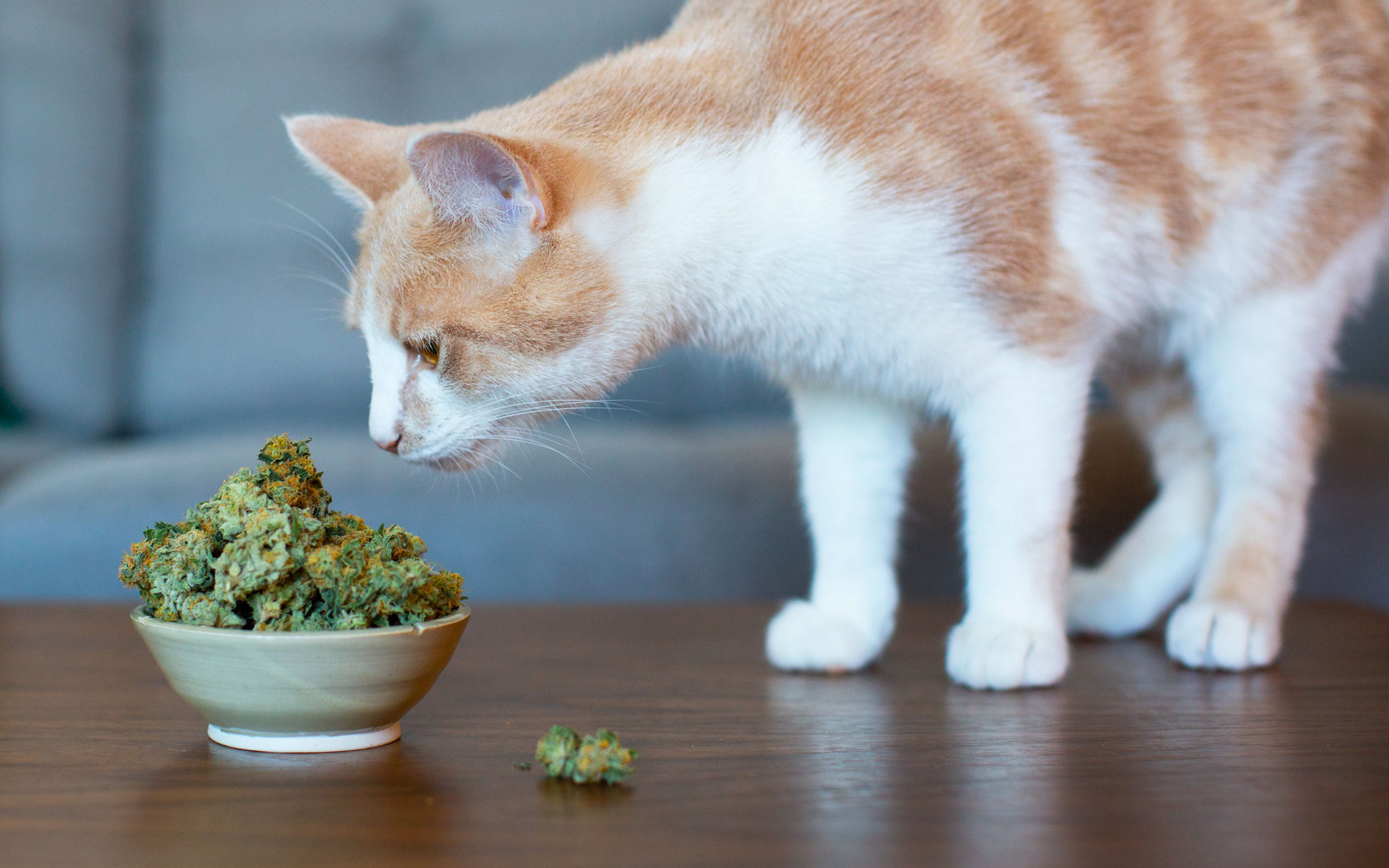 THINGS YOU MUST KNOW BEFORE GIVING CBD PRODUCTS TO YOUR PETS