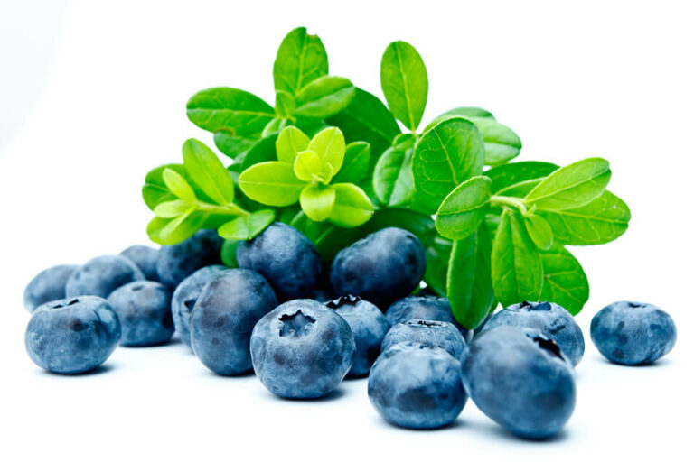 Bilberry Supplements